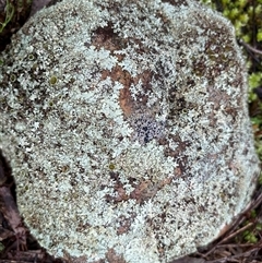 Unverified Lichen at Broke, NSW - Yesterday by RoyP