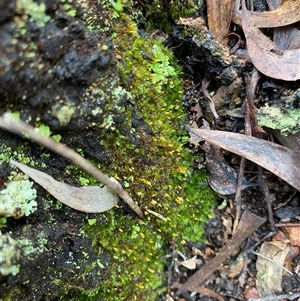 Unverified Moss, Liverwort or Hornwort at Broke, NSW - Yesterday by RoyP