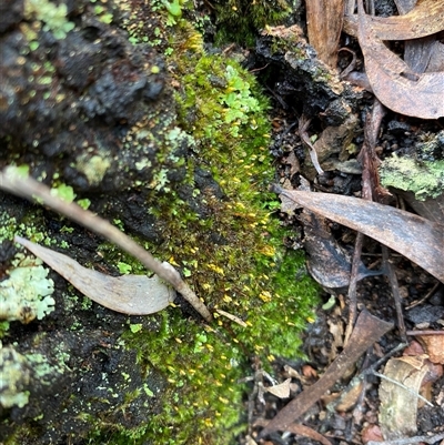 Unverified Moss, Liverwort or Hornwort at Broke, NSW - Yesterday by RoyP