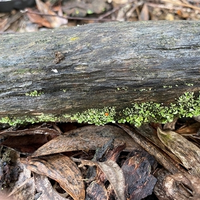 Unverified Lichen at Broke, NSW - Yesterday by RoyP
