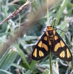 Amata (genus) (Handmaiden Moth) at Telfer, WA - 20 May 2025 by LE