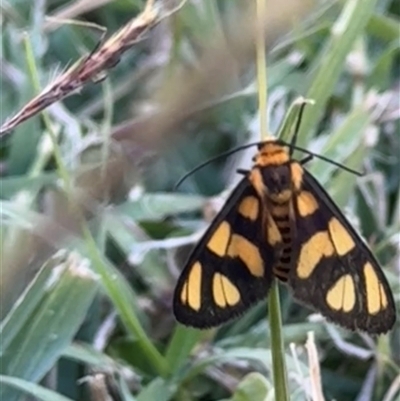 Amata (genus) (Handmaiden Moth) at Telfer, WA - 20 May 2025 by LE