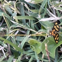 Amata (genus) at Telfer, WA - suppressed