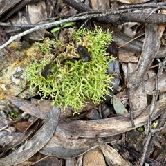 Unverified Lichen, Moss or other Bryophyte at Broke, NSW - Yesterday by RoyP