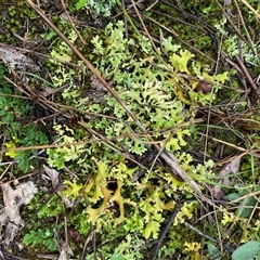 Unverified Lichen at Broke, NSW - Yesterday by RoyP
