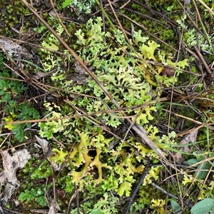 Unverified Lichen at Broke, NSW - Yesterday by RoyP