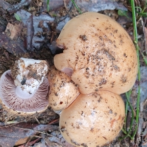 Hebeloma sp. by Aussiegall