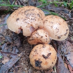 Hebeloma sp. at Penrose, NSW - suppressed