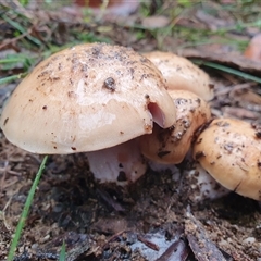 Hebeloma sp. at Penrose, NSW - suppressed