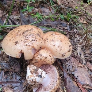 Hebeloma sp. at Penrose, NSW - suppressed