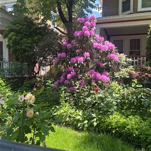 Unverified Other Wildflower or Herb at Flatbush, NY - Today by chloenxtdoor