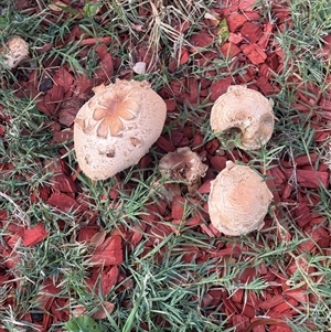 Amanita ochrophylla group at Red Hill, ACT - Today by TPV