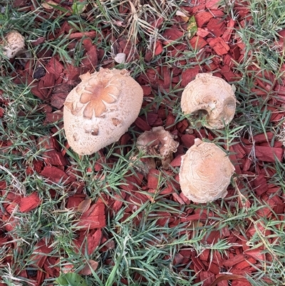 Chlorophyllum sp. at Red Hill, ACT - 21 May 2025 by TPV