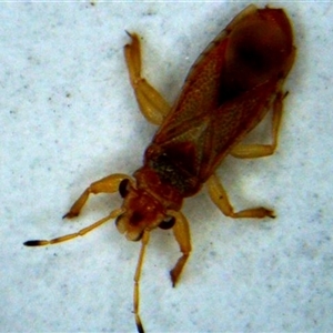 Unverified Other insect at Hackett, ACT - Today by WalterEgo