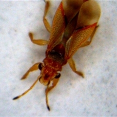 Thaumastocoris peregrinus at Hackett, ACT - 21 May 2025 11:31 AM