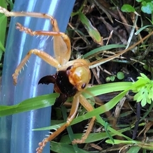 Unverified Insect at Cabbage Tree Creek, VIC - 19 May 2025 by RojanJareem