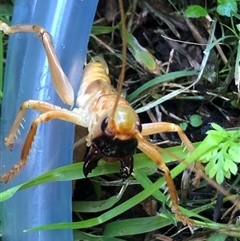Gryllacrididae (family) at Bega, NSW - 19 May 2025 10:32 AM