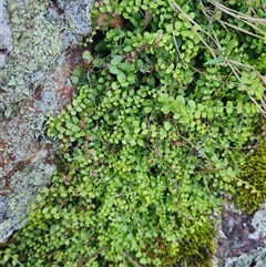 Adiantum aethiopicum at Lawson, ACT - Yesterday by WalkYonder