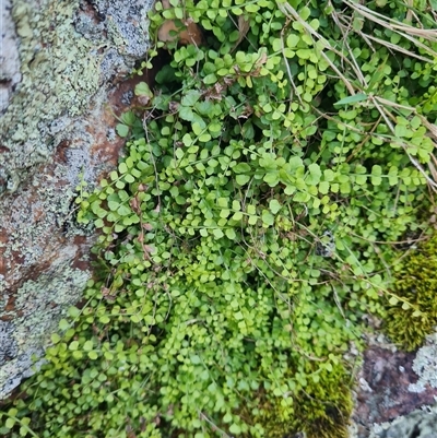 Adiantum aethiopicum at Lawson, ACT - Yesterday by WalkYonder