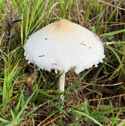 Unverified Cap on a stem; gills below cap [mushrooms or mushroom-like] at Broke, NSW - Yesterday by RoyP