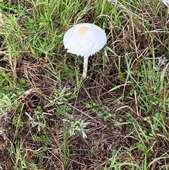 Lepiota s.l. at Broke, NSW - 20 May 2025 09:17 AM