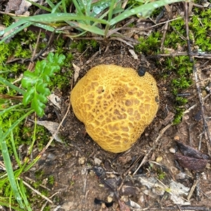 Scleroderma sp. at Broke, NSW - 20 May 2025 08:48 AM