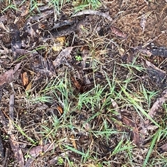 Scleroderma sp. at Broke, NSW - 20 May 2025 08:48 AM