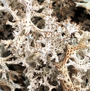 Cladia corallaizon at Crowther, NSW - Today by Frecko