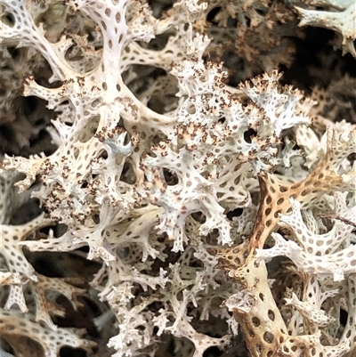 Cladia corallaizon at Crowther, NSW - 21 May 2025 by Frecko