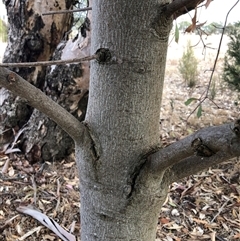 Brachychiton populneus subsp. populneus (Kurrajong) at Crowther, NSW - Yesterday by Frecko