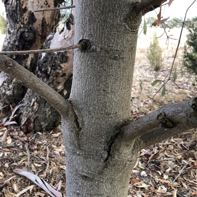 Brachychiton populneus subsp. populneus (Kurrajong) at Crowther, NSW - Yesterday by Frecko