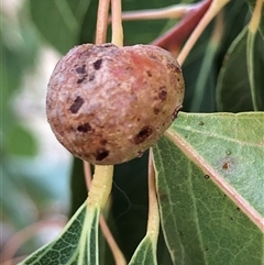 Brachychiton populneus gall (An insect gall on Kurrajong tree) at Crowther, NSW - Today by Frecko