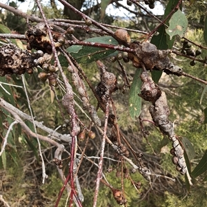 Unverified Insect at Crowther, NSW - Today by Frecko