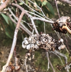Eucalyptus insect gall at Crowther, NSW - 21 May 2025 11:50 AM