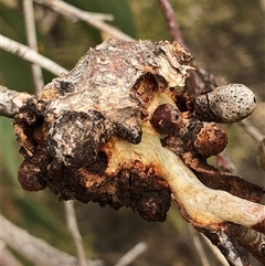 Eucalyptus insect gall at Crowther, NSW - 21 May 2025 11:50 AM