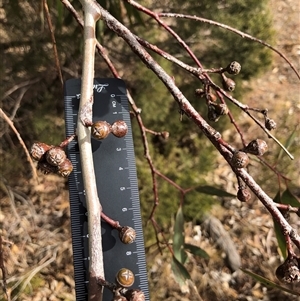 Eucalyptus blakelyi at Crowther, NSW - 21 May 2025 11:47 AM