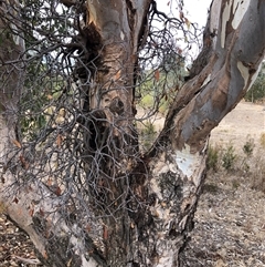 Eucalyptus blakelyi at Crowther, NSW - 21 May 2025 11:47 AM
