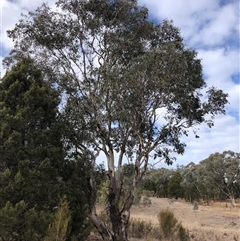 Eucalyptus blakelyi at Crowther, NSW - 21 May 2025 11:47 AM