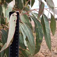 Eucalyptus blakelyi at Crowther, NSW - 21 May 2025 11:47 AM