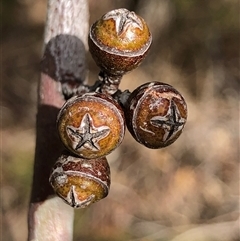 Eucalyptus blakelyi at Crowther, NSW - 21 May 2025 11:47 AM
