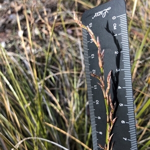 Lomandra longifolia at Crowther, NSW - Today by Frecko