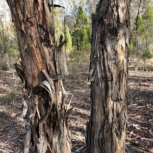 Eucalyptus dwyeri at Crowther, NSW - 21 May 2025 09:32 AM