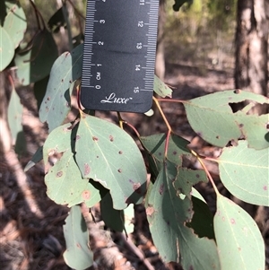 Eucalyptus dives at Crowther, NSW - Today by Frecko