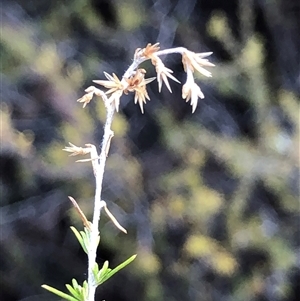 Unverified Other Shrub at Crowther, NSW - Today by Frecko