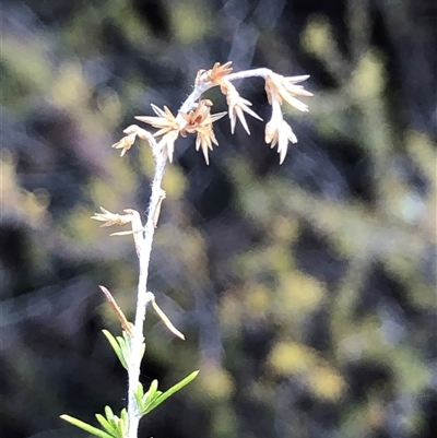 Unverified Other Shrub at Crowther, NSW - Yesterday by Frecko