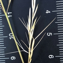 Aristida ramosa (Purple Wire Grass) at Crowther, NSW - Yesterday by Frecko