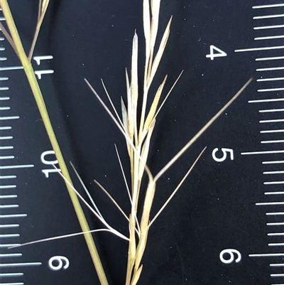 Aristida ramosa (Purple Wire Grass) at Crowther, NSW - Yesterday by Frecko