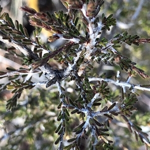 Unverified Other Shrub at Crowther, NSW - Today by Frecko