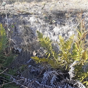 Blechnum nudum at Fisher, ACT - Yesterday by DavidMcKay