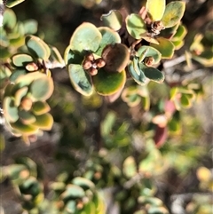 Brachyloma daphnoides at Crowther, NSW - Yesterday by Frecko